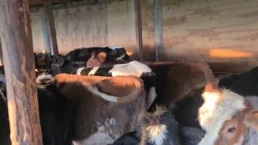 arpa toxumu satışı: Satışda: 18 dana,5 erkek 13 diwi.8,9 ayliq danalardi — 2