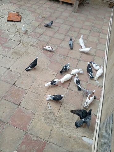 кольчатый попугай цена: Ev göyərçinləri dəsti üst üstə beş manatdan tergizme opşu satılır 20 — 2