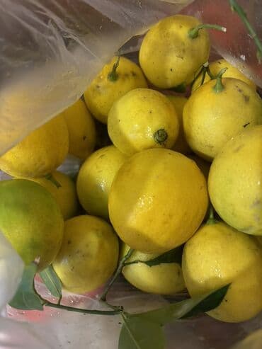 Təzə limon - Ağacdan dərilmiş, ətirli və suyu bol limonlar - Təbii