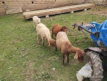 cins buzov: Qoyunlar – ana qoyunlar və quzular dəsti - Növ: Yerli ətlik/donluq — 5