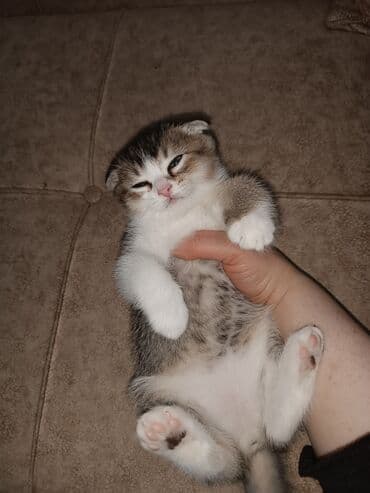 Digər heyvanlar: Şotland — 6