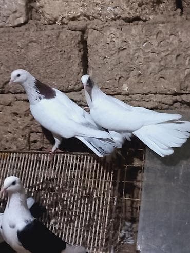 bulbul quşu: Salam 6 dene secme quşlardi hamsi saglam bala veren heyvandi ucuşlarda — 5