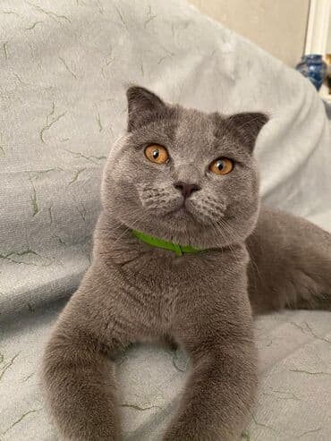 maraqli pişik adları: Şotland yastı qulaq, Yaxşı əllərə — 2