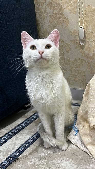 Собаки: Ağ tüklü ev pişiyi - Tamamilə ağ, qısa/orta uzunluqda yumşaq tüklər - — 2