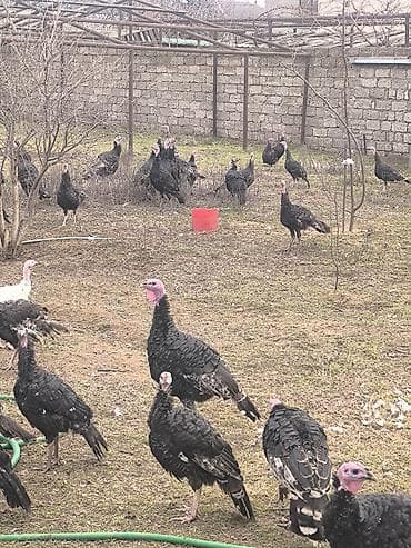 Dişi, Amerika, Ətlik