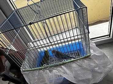 quş papuqay: Tutuquşu 2 ədəd qəfəslə birgə çatdırılma var — 3
