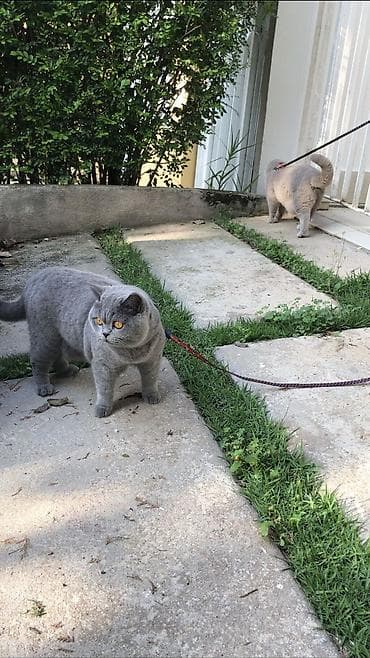 pişik adları erkek: Britan — 1