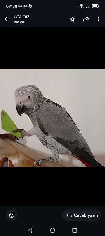 quş yuva: Afrika boz tutuquşu (Jako) – ağıllı və ünsiyyətcil ev quşu — 2