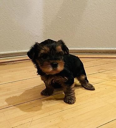 dalmatin iti: Miniatür balaca it balaları - Cins: Kiçik ölçülü dekorativ tip — 3