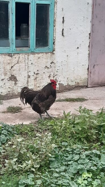 cins ineklerin satisi: Avstrolorp blue 3.5 yaş . damazlıq üçün əla xoruzdu.qan dəyişimi üçün — 2