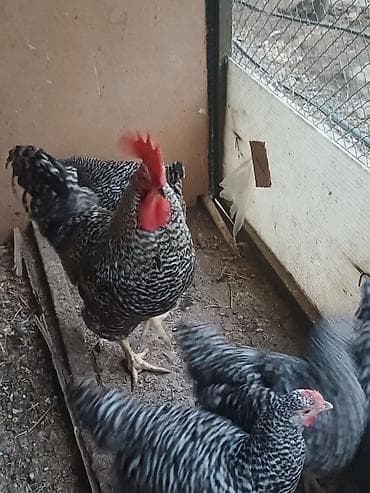 barred rock: Məhsul: Austrolorp və Amaroks toyuqların yumurtası satılır Təsvir: - — 7