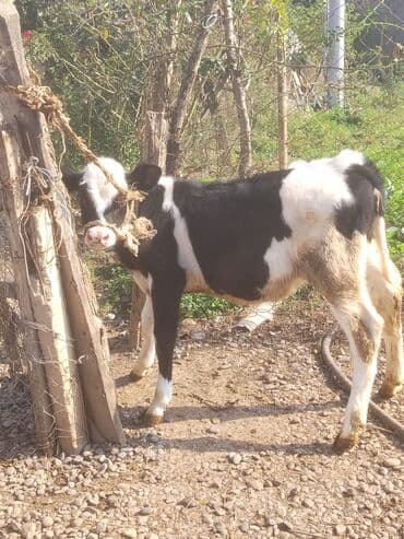 Dişi buzovdu 4 aylığdı anası ivanofka sortudu damazlığ üçün satılır ət