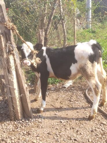 çin bıldırcını: Cins dişi buzov 4 aylığdı anası ivanofkadı südlü heyvandı — 1