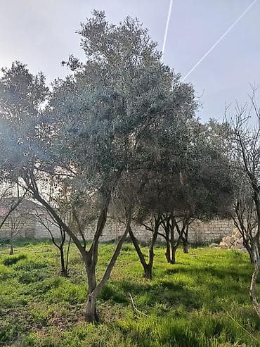 paulownia agaci: Zeytun ağacları – bağ və landşaft üçün - Növ: Zeytun (Oleа europaea) — 1