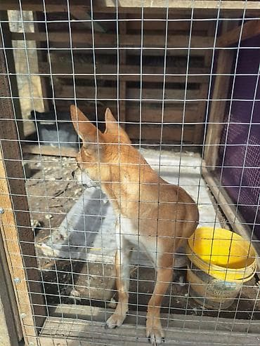 kavkaz coban iti: 2 ay, Erkek, Peyvəndli, Ünvandan götürmə — 3