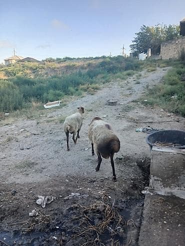 bakida at bazari: Qoyun və qoç – 2 baş

bogaz qoyun və qoc cüt satıram 700m — 10