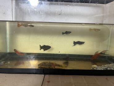 glofish balığı: Sülhsevər — 4