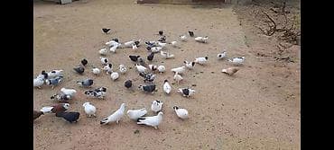 ov quslari: Salam olsun quşbaz ehline . Hamsı öz quşlarımdı tergizirem deye — 1