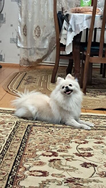 ingilis setteri it cinsinin adı: Şpitz, 11 ay, Dişi, Peyvəndli — 4