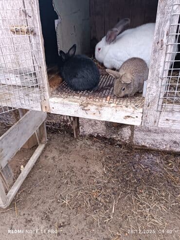 Qoyunlar, qoçlar: İki dənə 28 günlük dovşan balaları Saglamdilar bağ şəraitində özüm — 3