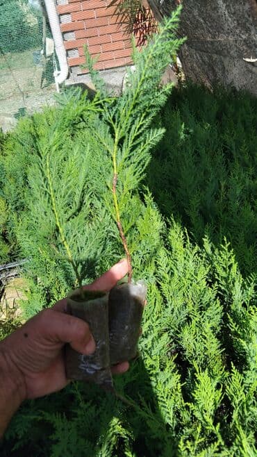 sumax ağacı: Ağaclar — 1