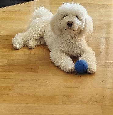 Bişon Frize, 6 ay, Erkek