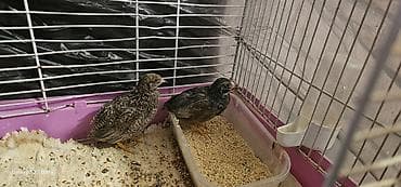 1 cüt çin bildirçini barter olunur 4 dənə valnist ilə cütü 40 m