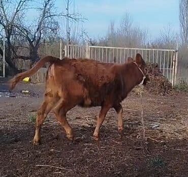 Куры: Yanı balalı inək 5 aydır doğub hal hazırda quru otla 5-6 litir süd — 4