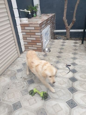 heyvanlar: Kolden Rotfeller qiyməti 700 yuva qarşıq — 4