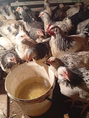 yumurtaliq toyuq satisi: Toyuq, Yumurtalıq — 4