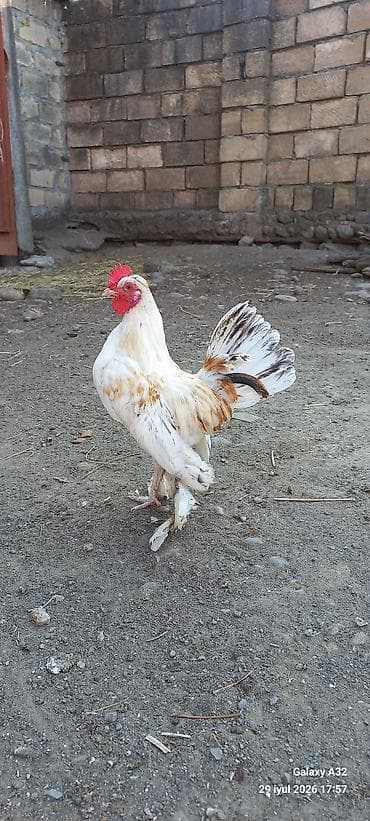 lalafo az heyvanlar: Toyuq, Damazlıq — 4
