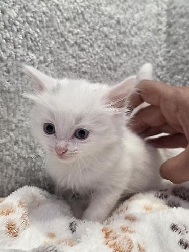 siyamski pişik: Yaxşı əllərə — 5