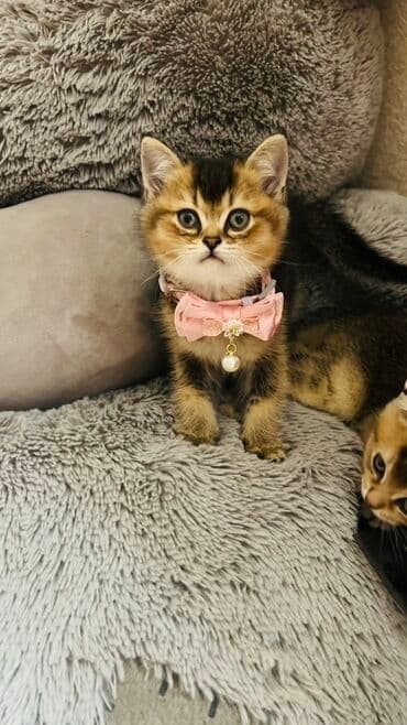 pişik latok: Şinşilla, Dişi — 8