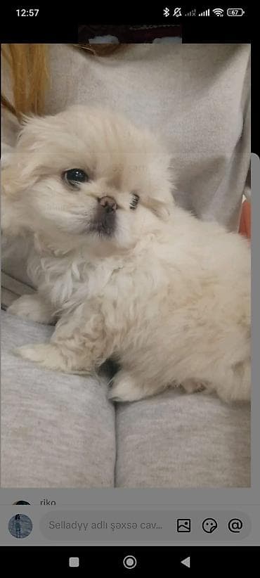 karlik doşan: Pekines, 3 ay — 1