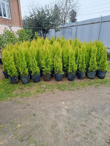 ev dekor: Satılır: dekorativ qapalı/açıq məkan bitkiləri - Saksıda sikas (Cycas — 2