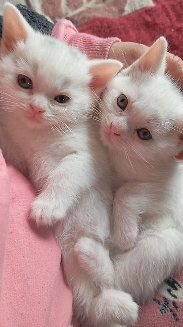 Аквариумы: Шотландская, Самец, Самка — 6