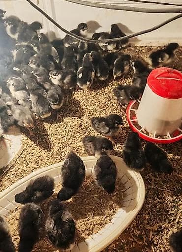 brama cücə: Toyuq cücələri, Ətlik — 2