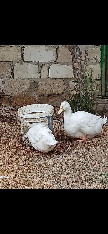 ördey: Aylesbury Balalar satlır 10 gunluk kim istese butun rayonlara — 2