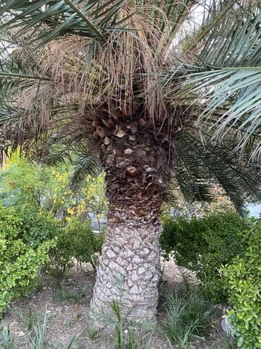 Digər bitkilər: Böyük ölçülü xurma (palma) ağacı 30ilin ağacıdır - Növ: dekorativ — 3