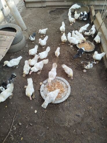 ördək balası və cücə: 42 ədəd var Mövcud mal: muskovi ördək balaları (indo-ördək) Təsvir: - — 1