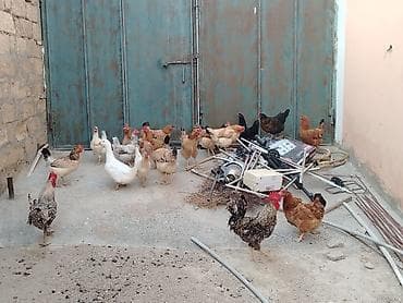 Toyuqlar saglamdi masallah qəsəngdiler yumurtalayirlar lalafo.az -da Toyuqlar saglamdi masallah qəsəngdiler yumurtalayirlar