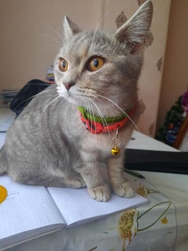 Gəmiricilər: Britan, Yaxşı əllərə — 1