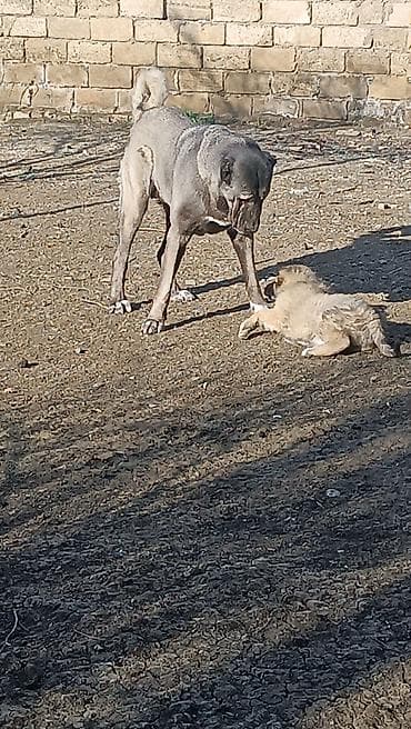 sabuncu it bazari: Kanqal — 6