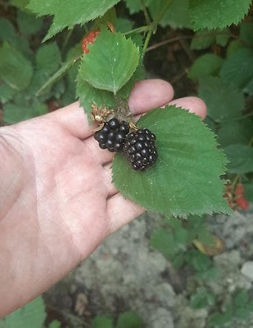 Ağaclar: Böyürtgən tinqləri satılır. Xarici sortdur iri böyürtgənləri olur — 6