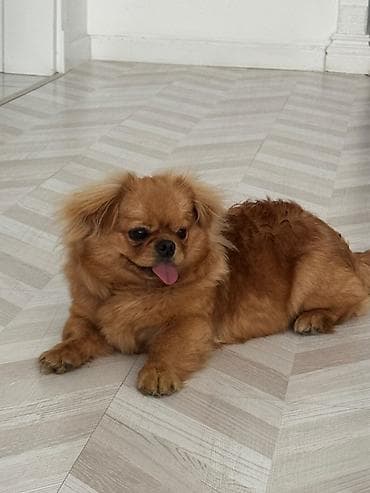 İtlər: Pekines, 8 ay, Erkek, Peyvəndli — 2