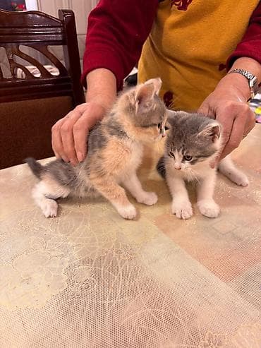 şotlant pişik: Sahiblendirilir.dermanlari verilib.4 dene baladi.tertemizdiler — 4