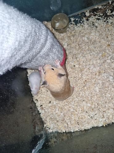 K/t heyvanları və malları: Hamster balaları satılır - Növ: Suriya (Suriya hamsteri/“Syrian — 3