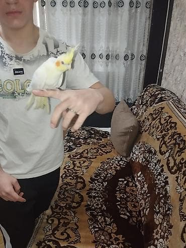 korella tutuquşu: Nimfa (cockatiel) tutuquşu - Rəng: açıq sarı-ağ tüklər, yanaqlarda — 4