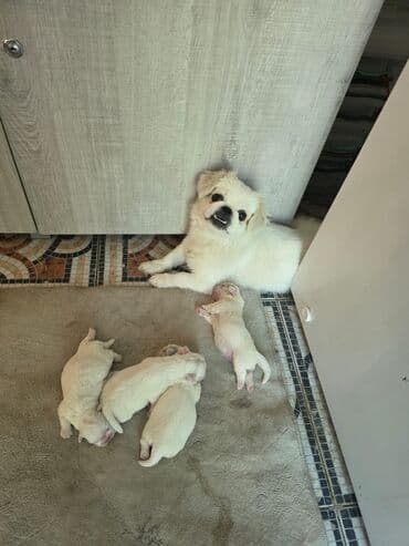 мейн кун купить в баку: Pekines, Ünvandan götürmə — 4
