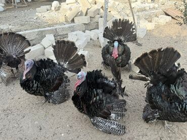 atla eşşəyin cütləşməsi: Erkək, Damazlıq — 10